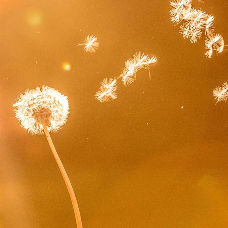 Löwenzahn mit fliegenden Samen vor warmem, orangefarbenem Hintergrund, Symbol für Nachhaltigkeit bei Theben.